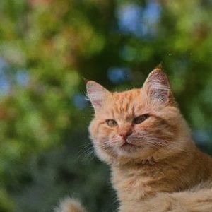 Meet your Posher, Barron